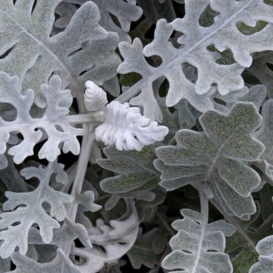 Krustaine Candicans